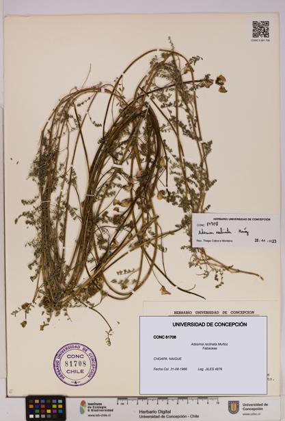 Adesmia reclinata [Espécimen: UDEC:CONC:0081708]