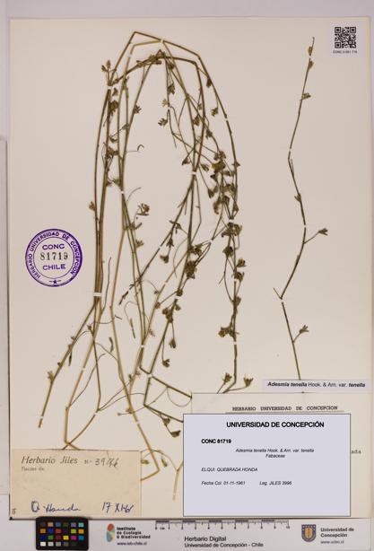 Adesmia tenella var. tenella [Espécimen: UDEC:CONC:0081719]