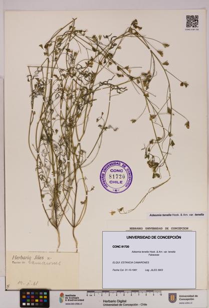 Adesmia tenella var. tenella [Espécimen: UDEC:CONC:0081720]