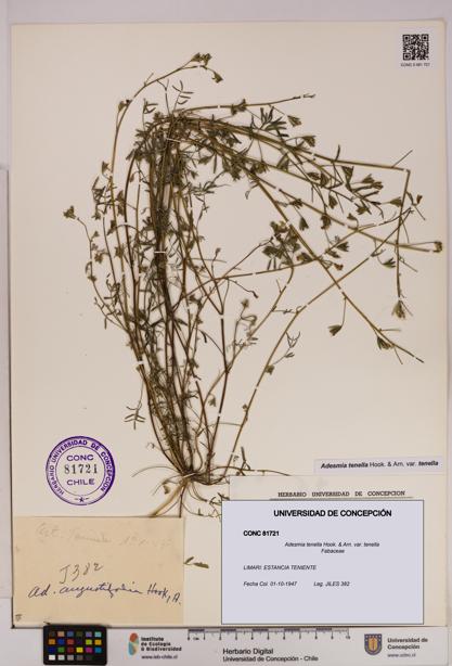 Adesmia tenella var. tenella [Espécimen: UDEC:CONC:0081721]