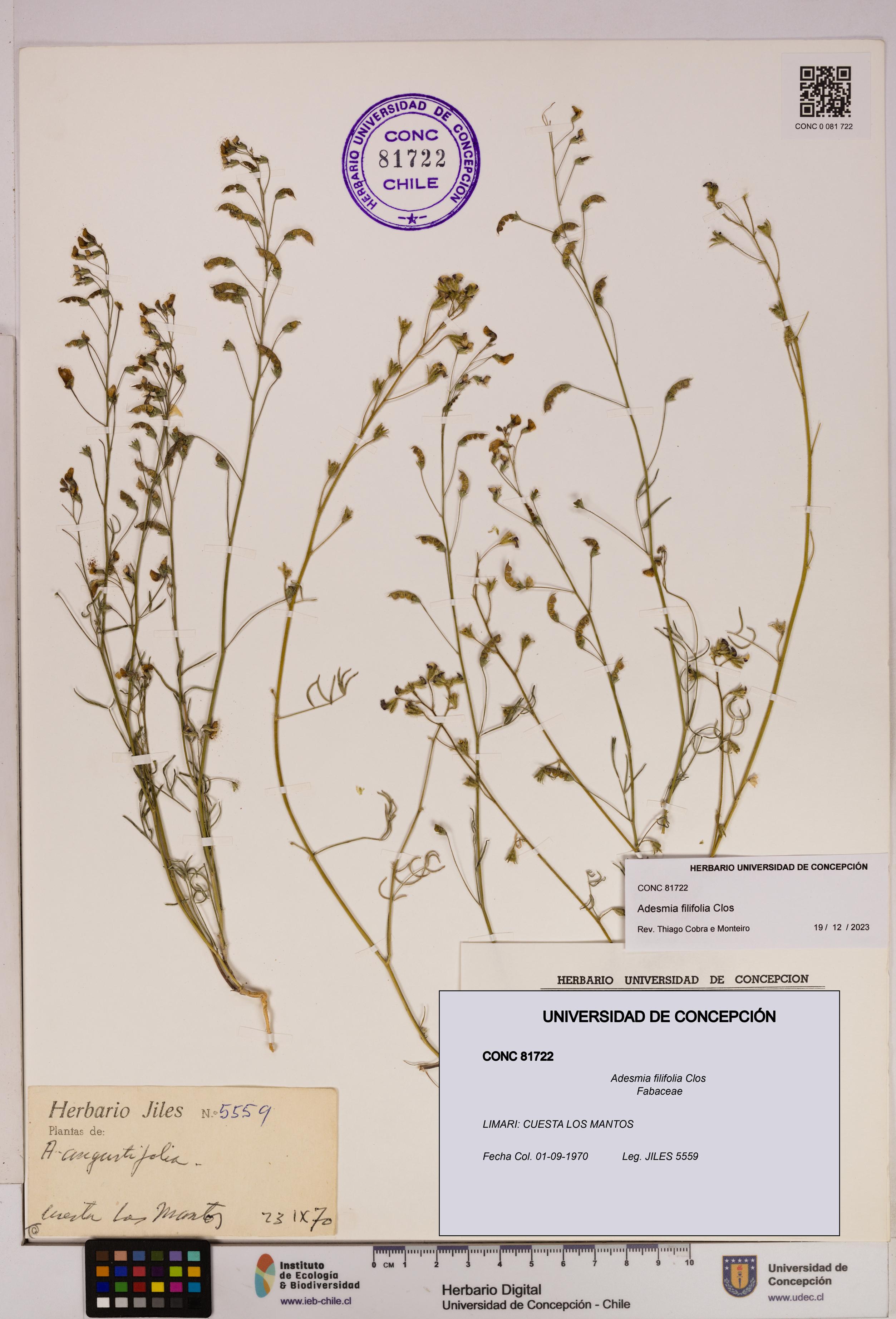 Adesmia filifolia [Espécimen: UDEC:CONC:0081722]