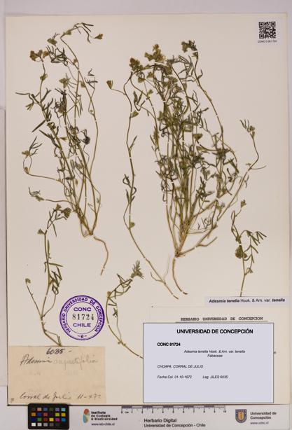 Adesmia tenella var. tenella [Espécimen: UDEC:CONC:0081724]