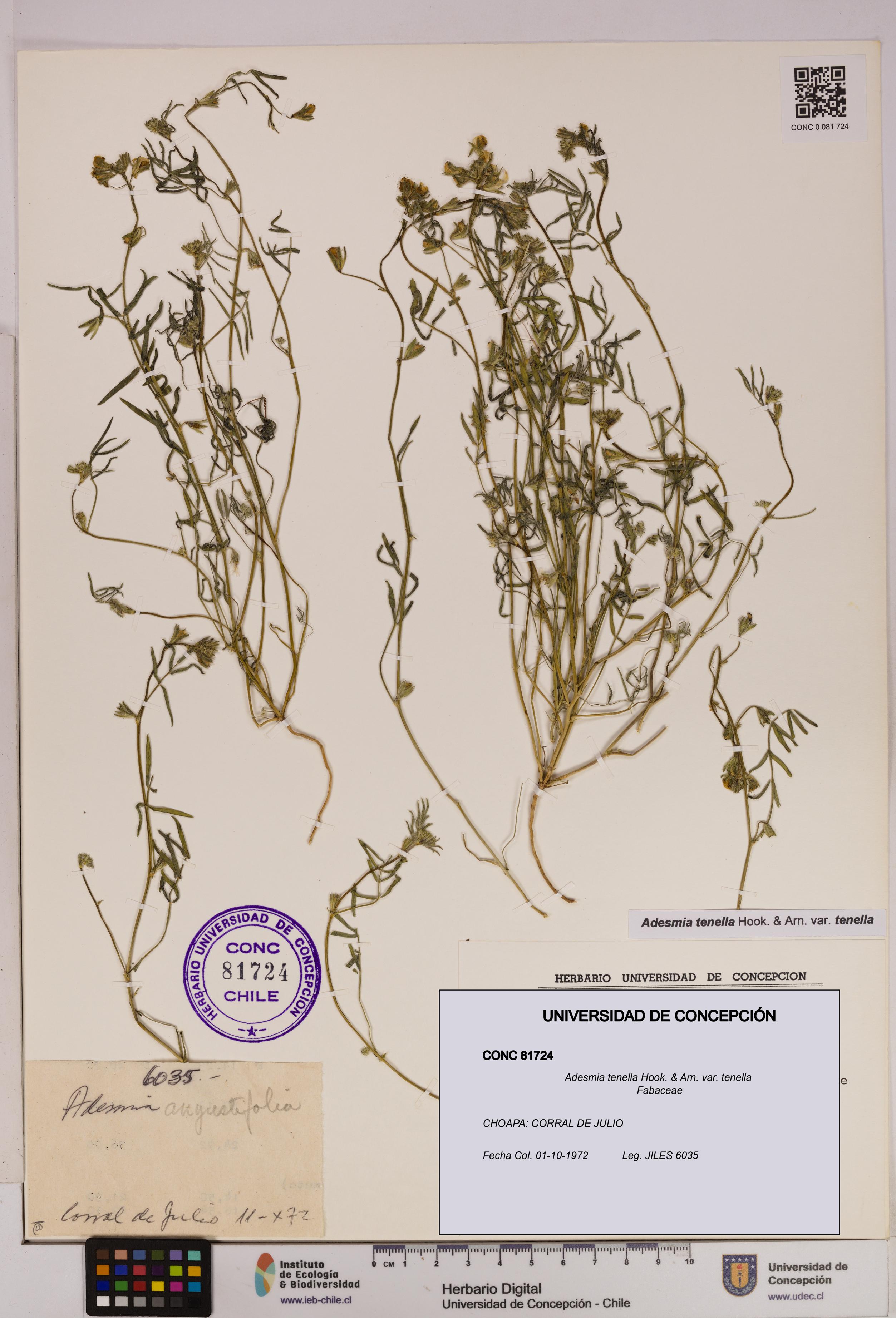 Adesmia tenella var. tenella [Espécimen: UDEC:CONC:0081724]