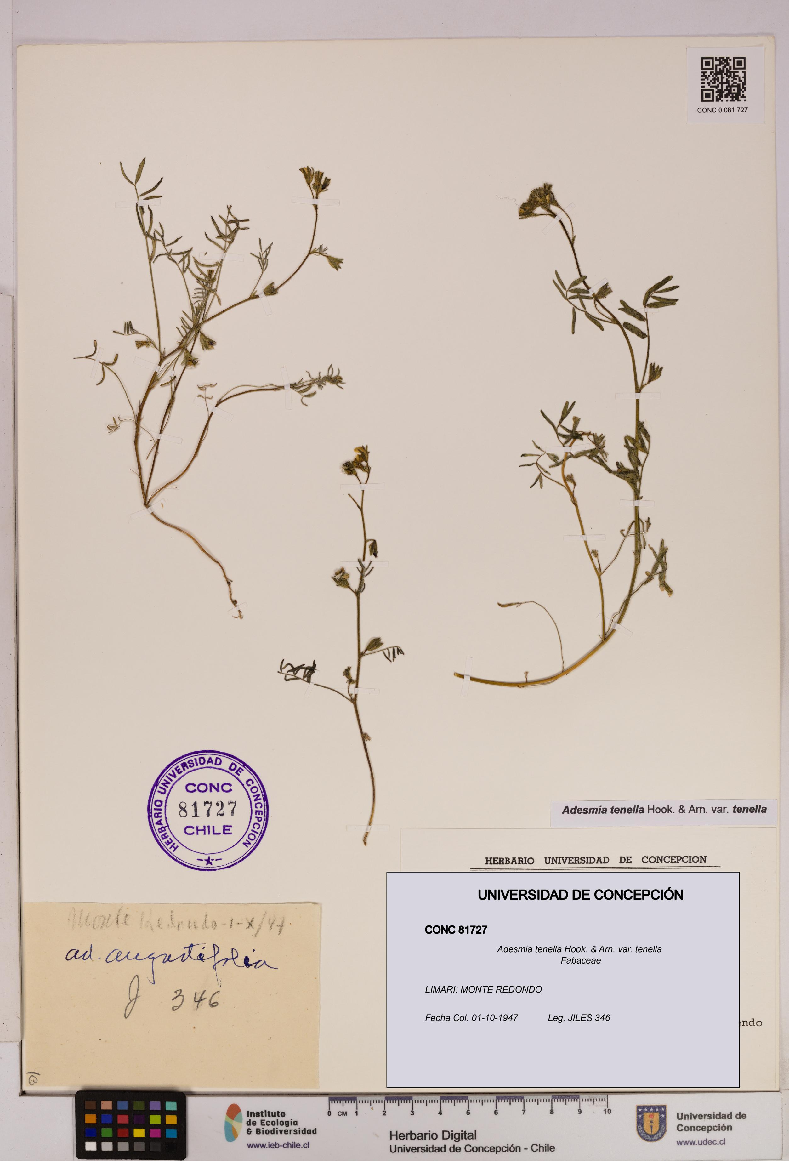 Adesmia tenella var. tenella [Espécimen: UDEC:CONC:0081727]