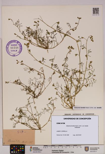 Adesmia tenella var. tenella [Espécimen: UDEC:CONC:0081728]