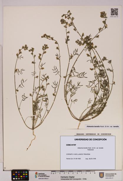 Adesmia tenella var. tenella [Espécimen: UDEC:CONC:0081737]