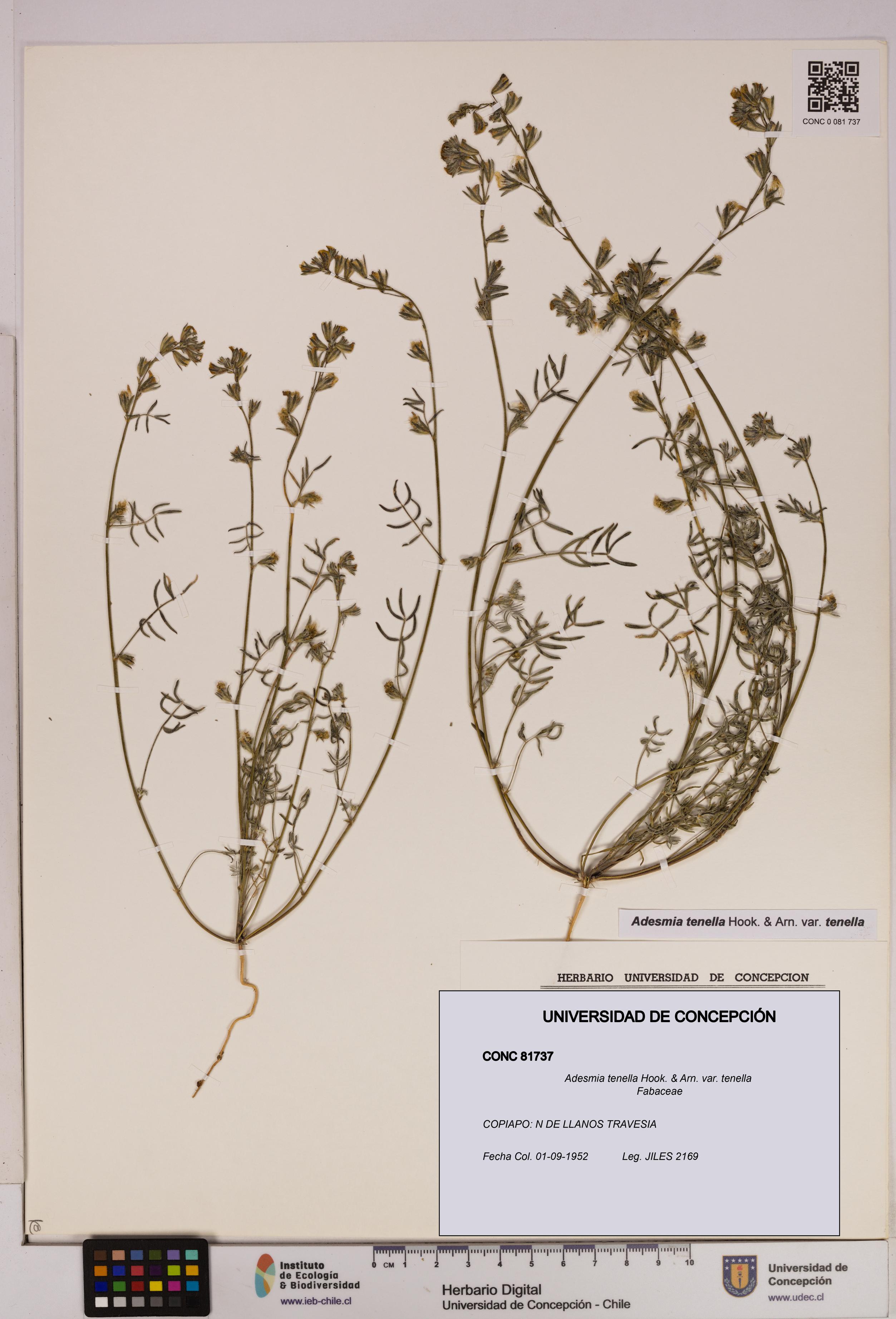 Adesmia tenella var. tenella [Espécimen: UDEC:CONC:0081737]