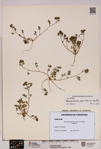 Adesmia tenella var. tenella [Espécimen: UDEC:CONC:0081739]