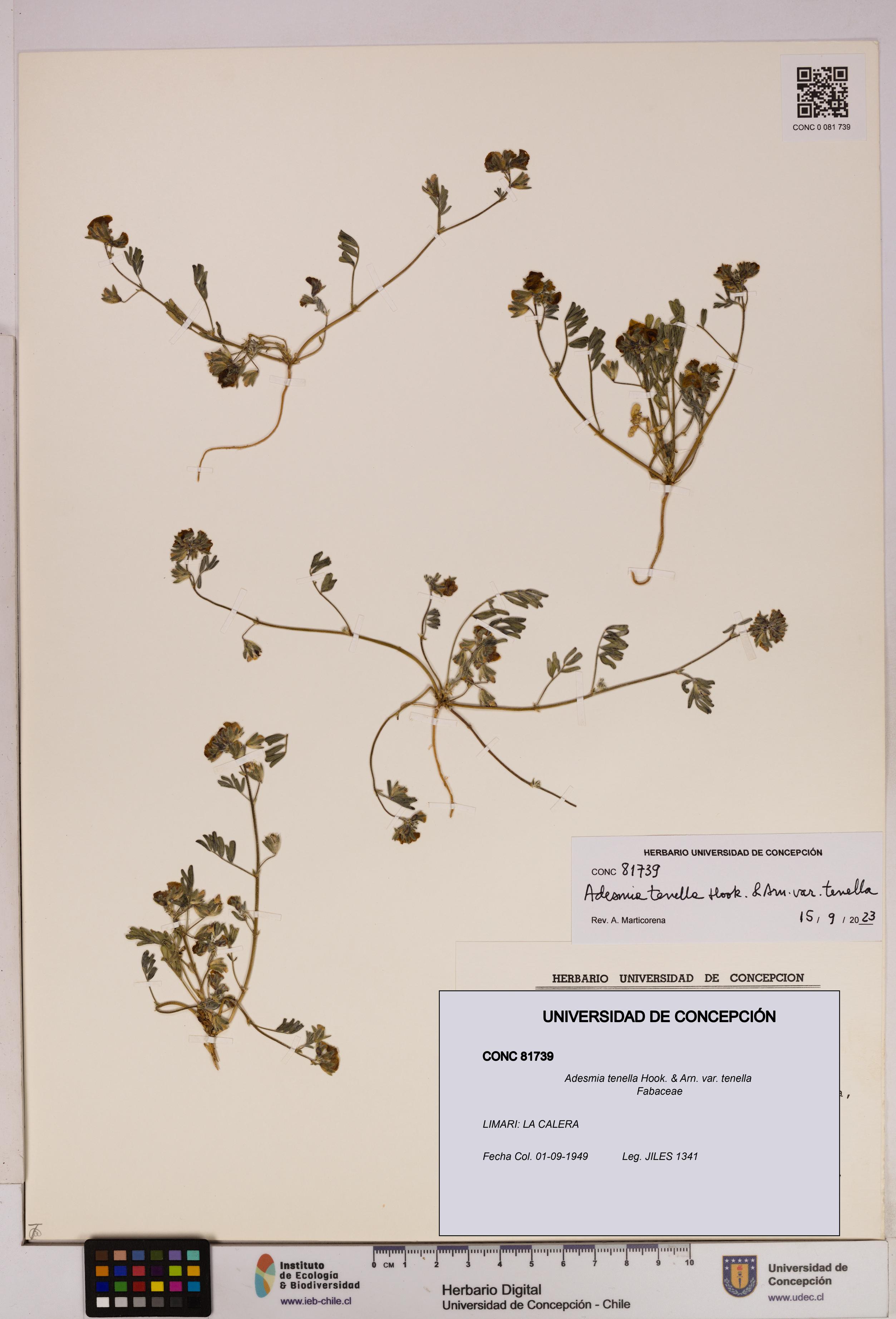 Adesmia tenella var. tenella [Espécimen: UDEC:CONC:0081739]