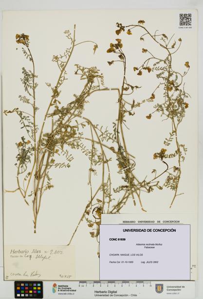 Adesmia reclinata [Espécimen: UDEC:CONC:0081839]