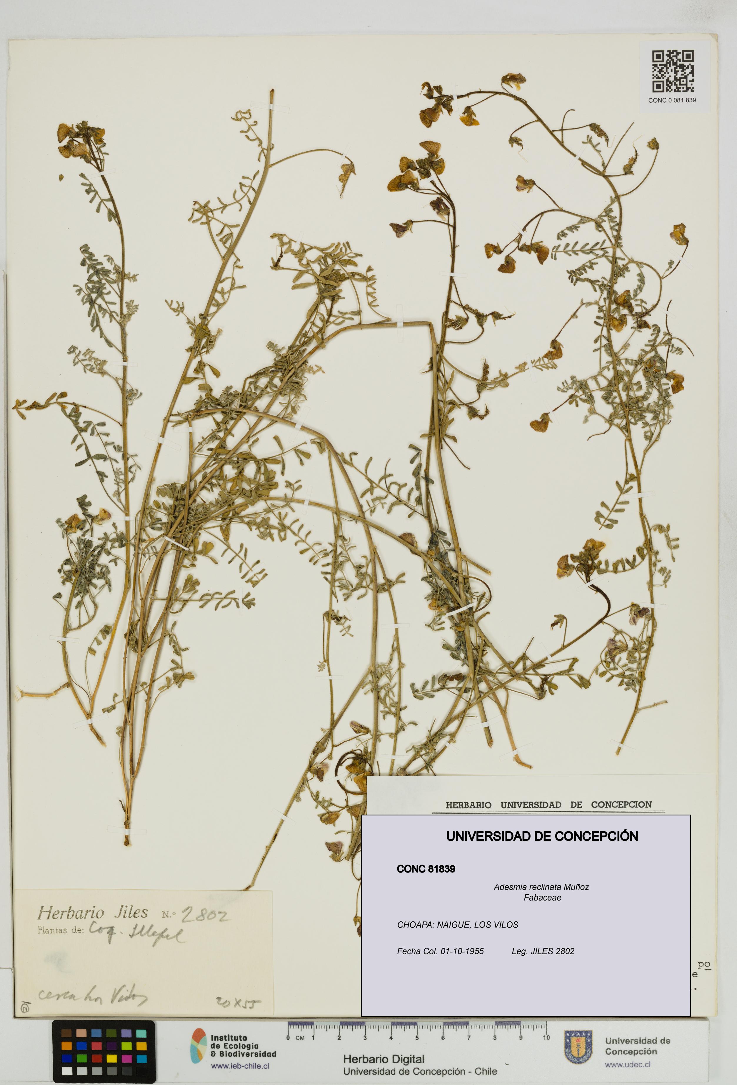 Adesmia reclinata [Espécimen: UDEC:CONC:0081839]