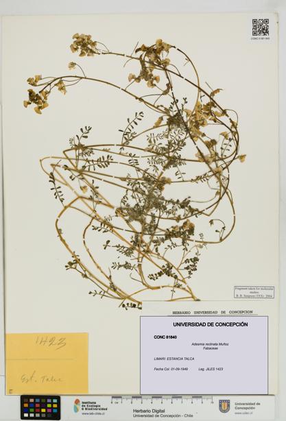 Adesmia reclinata [Espécimen: UDEC:CONC:0081840]