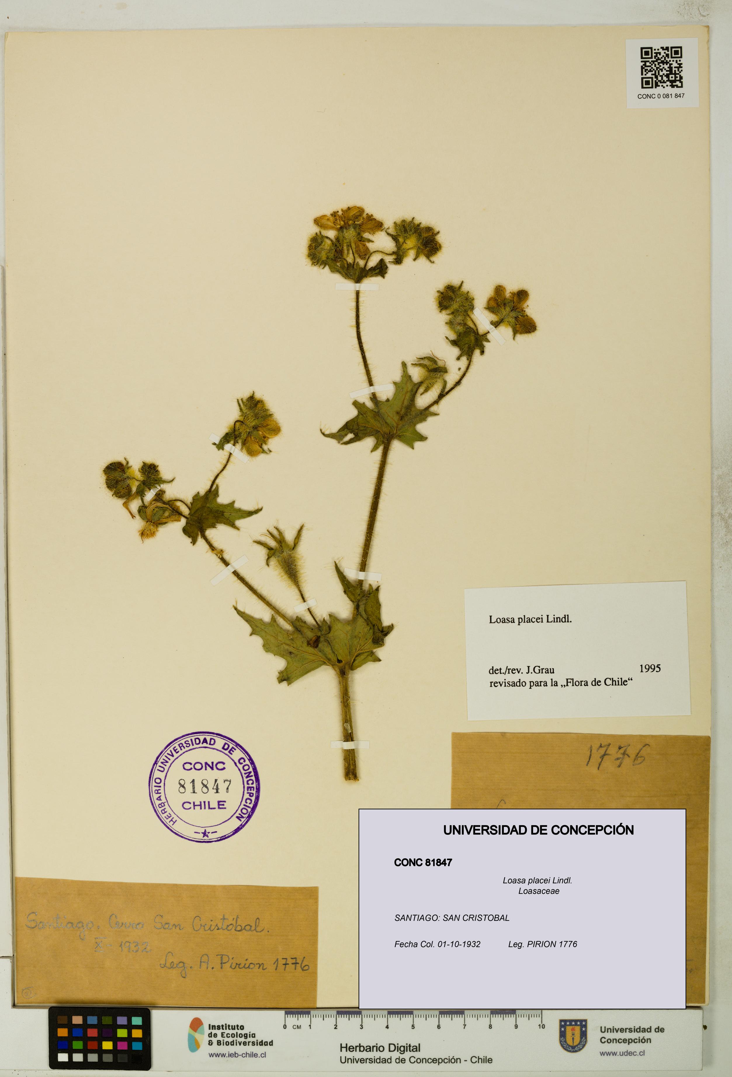 Loasa placei [Espécimen: UDEC:CONC:0081847]
