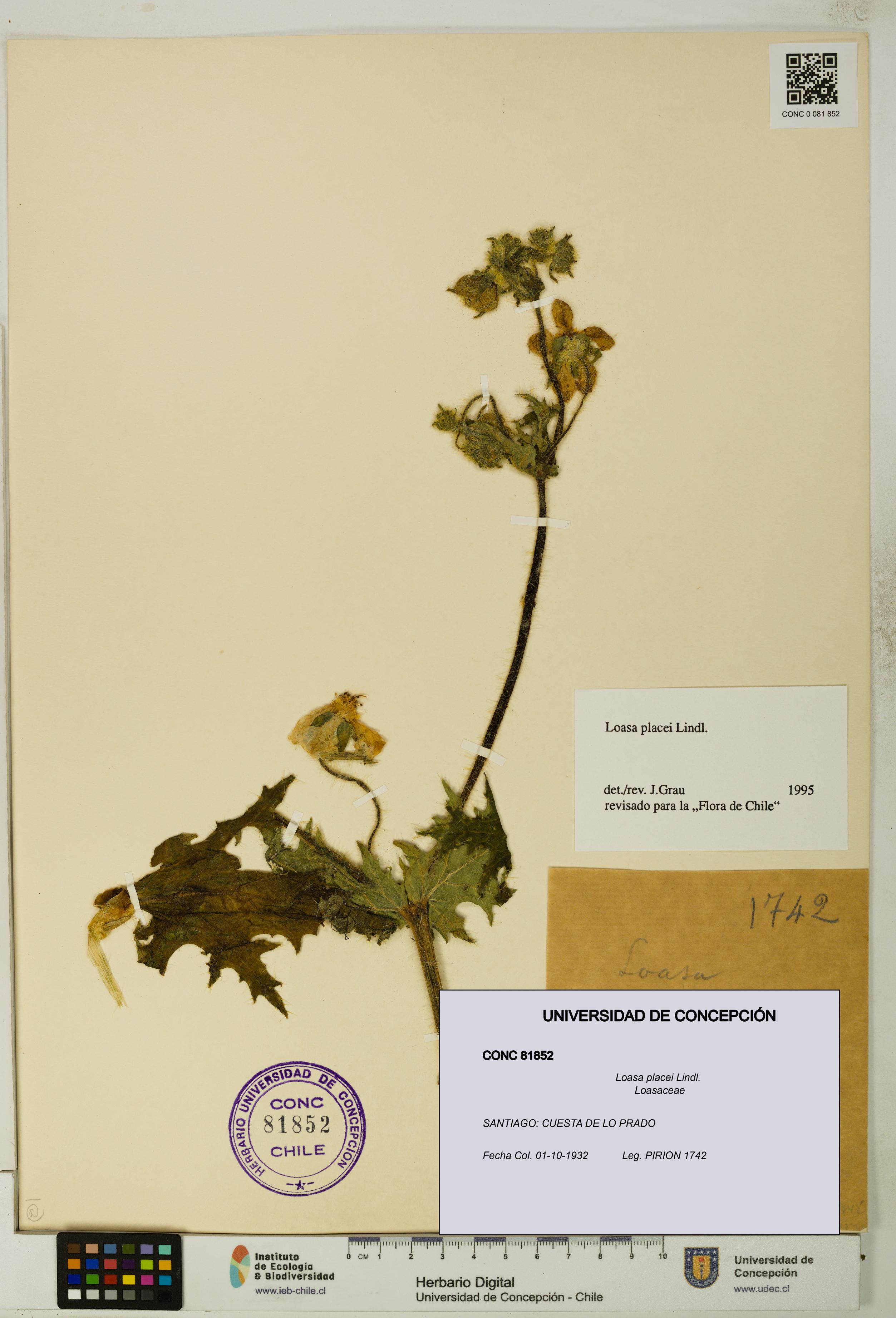 Loasa placei [Espécimen: UDEC:CONC:0081852]
