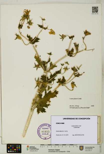 Loasa placei [Espécimen: UDEC:CONC:0081955]