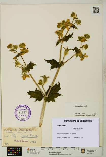 Loasa placei [Espécimen: UDEC:CONC:0081992]