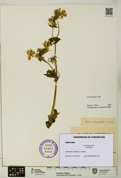 Loasa placei [Espécimen: UDEC:CONC:0081994]