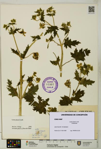 Loasa placei [Espécimen: UDEC:CONC:0081997]