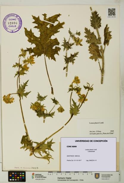 Loasa placei [Espécimen: UDEC:CONC:0082000]