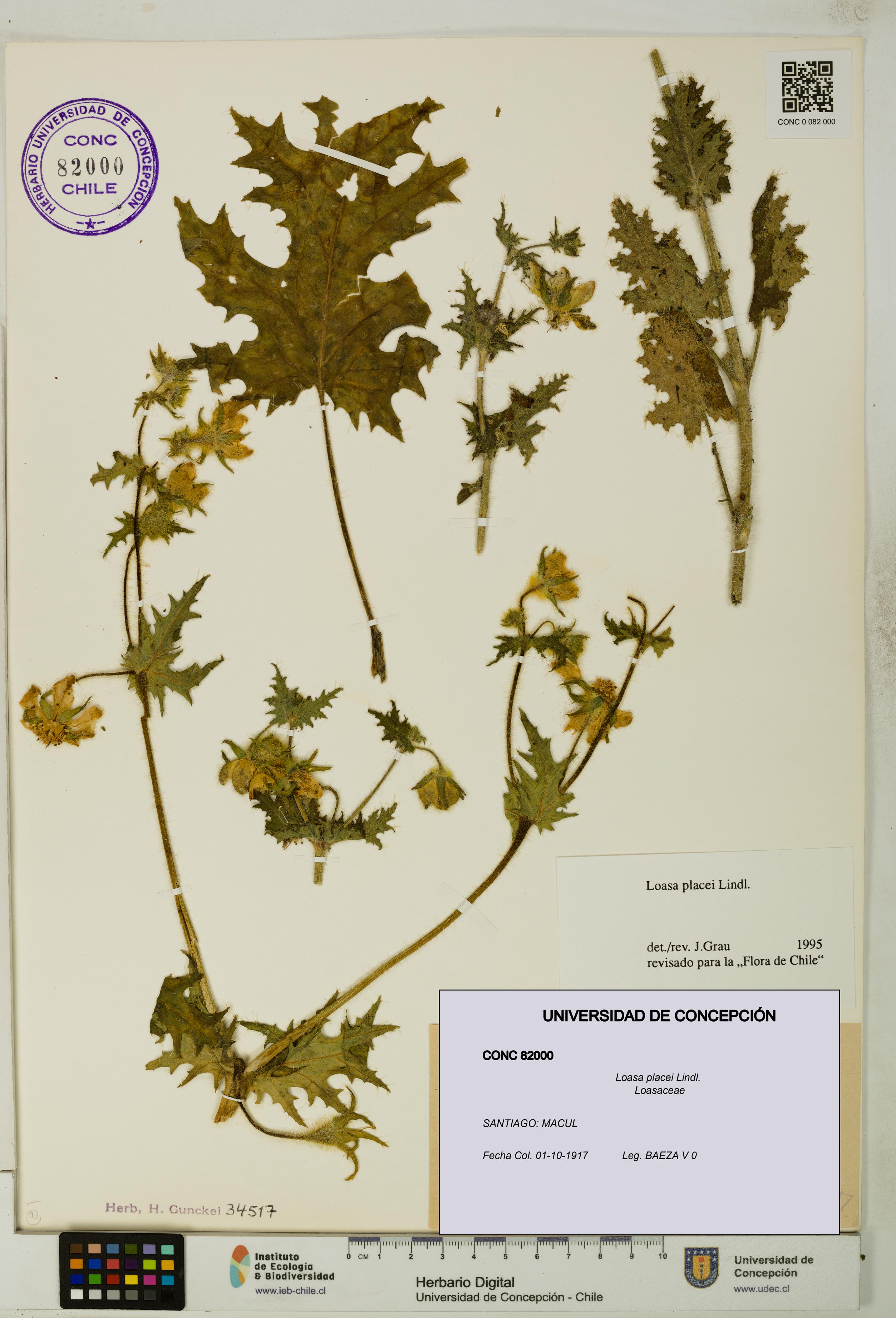 Loasa placei [Espécimen: UDEC:CONC:0082000]