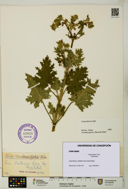 Loasa placei [Espécimen: UDEC:CONC:0082020]