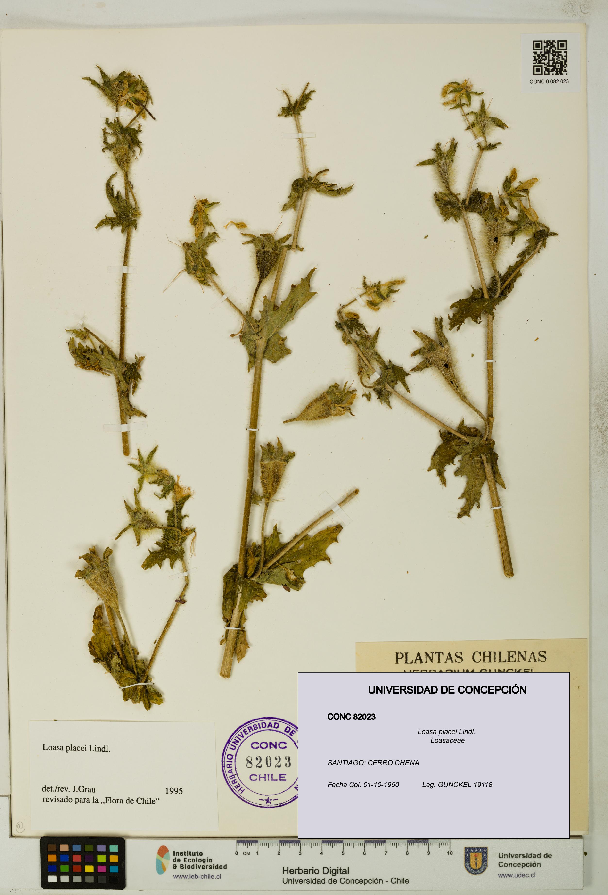 Loasa placei [Espécimen: UDEC:CONC:0082023]