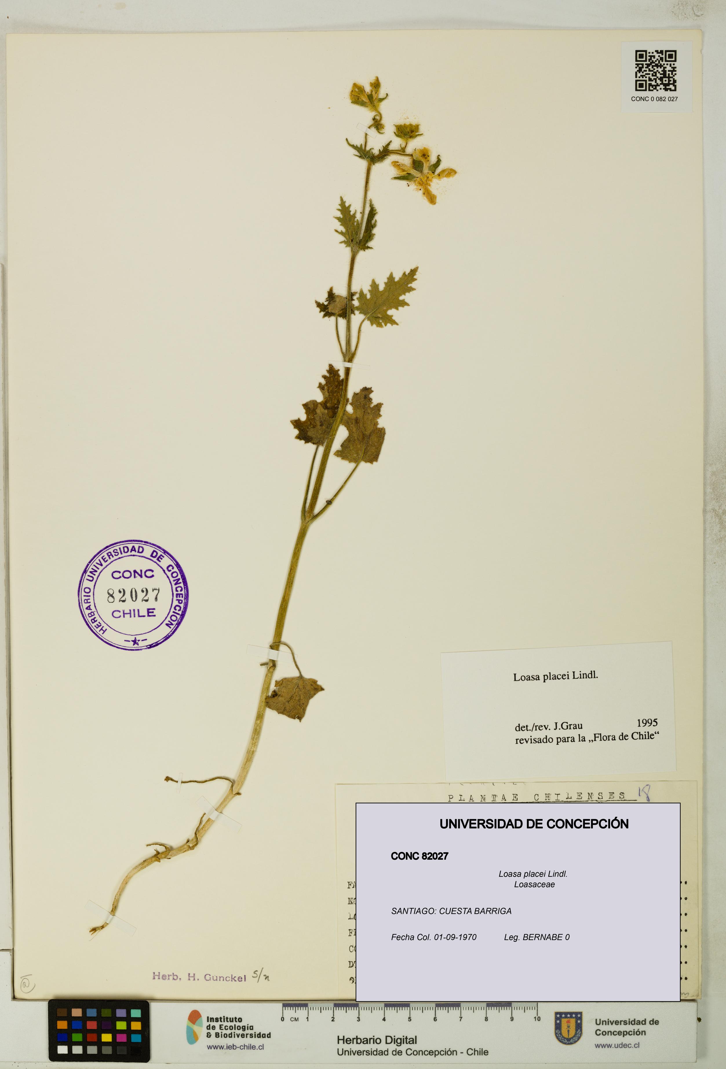 Loasa placei [Espécimen: UDEC:CONC:0082027]