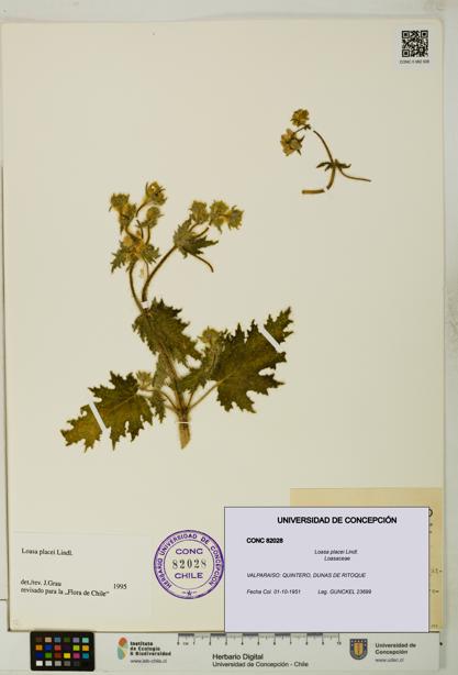 Loasa placei [Espécimen: UDEC:CONC:0082028]