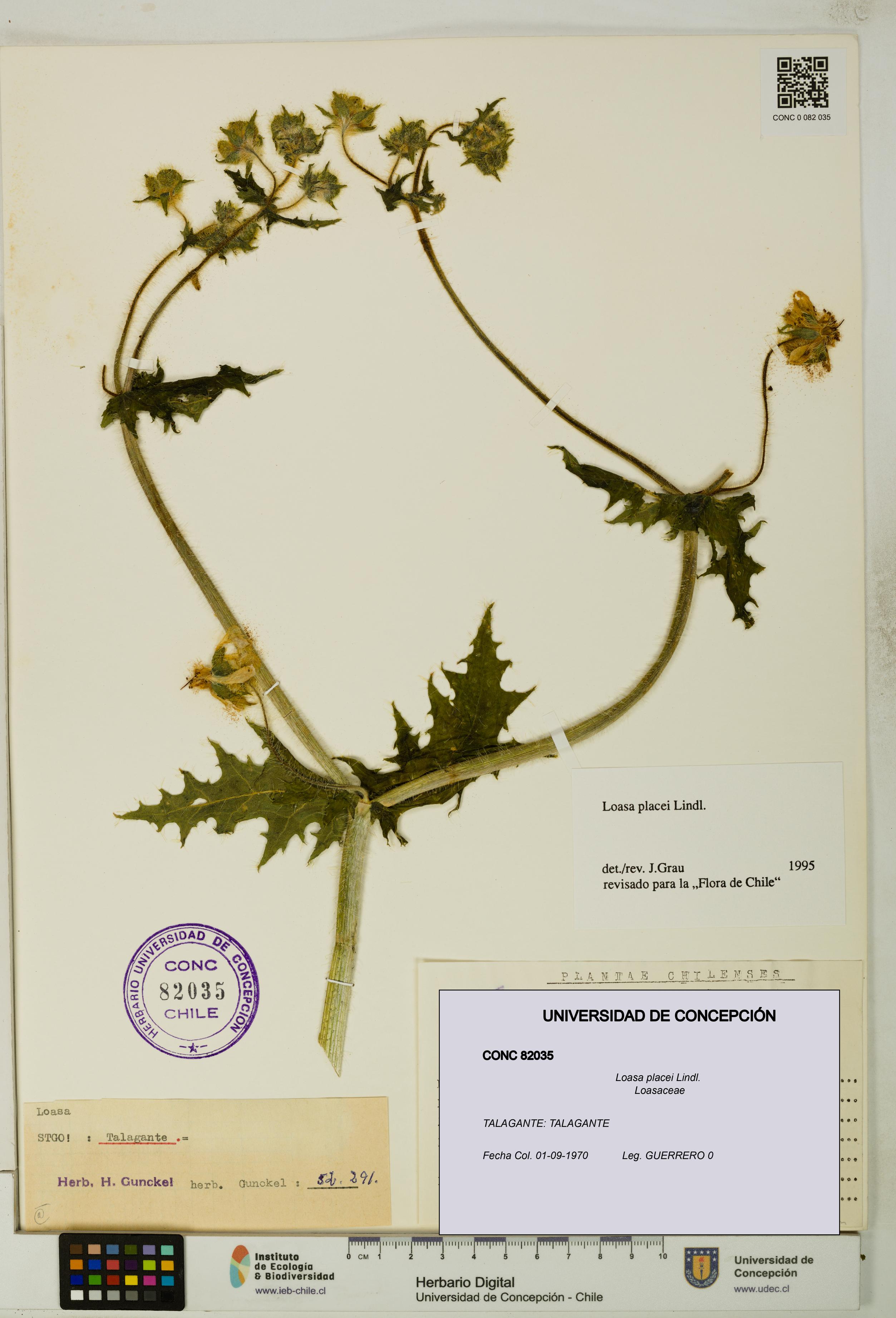 Loasa placei [Espécimen: UDEC:CONC:0082035]