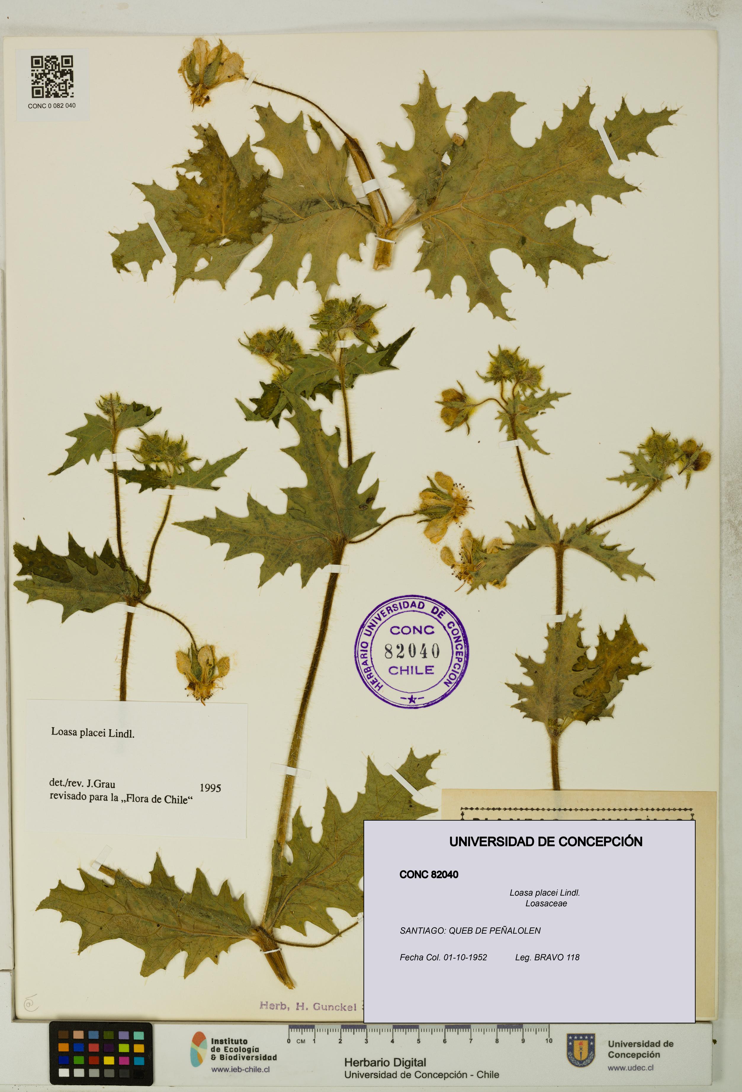 Loasa placei [Espécimen: UDEC:CONC:0082040]