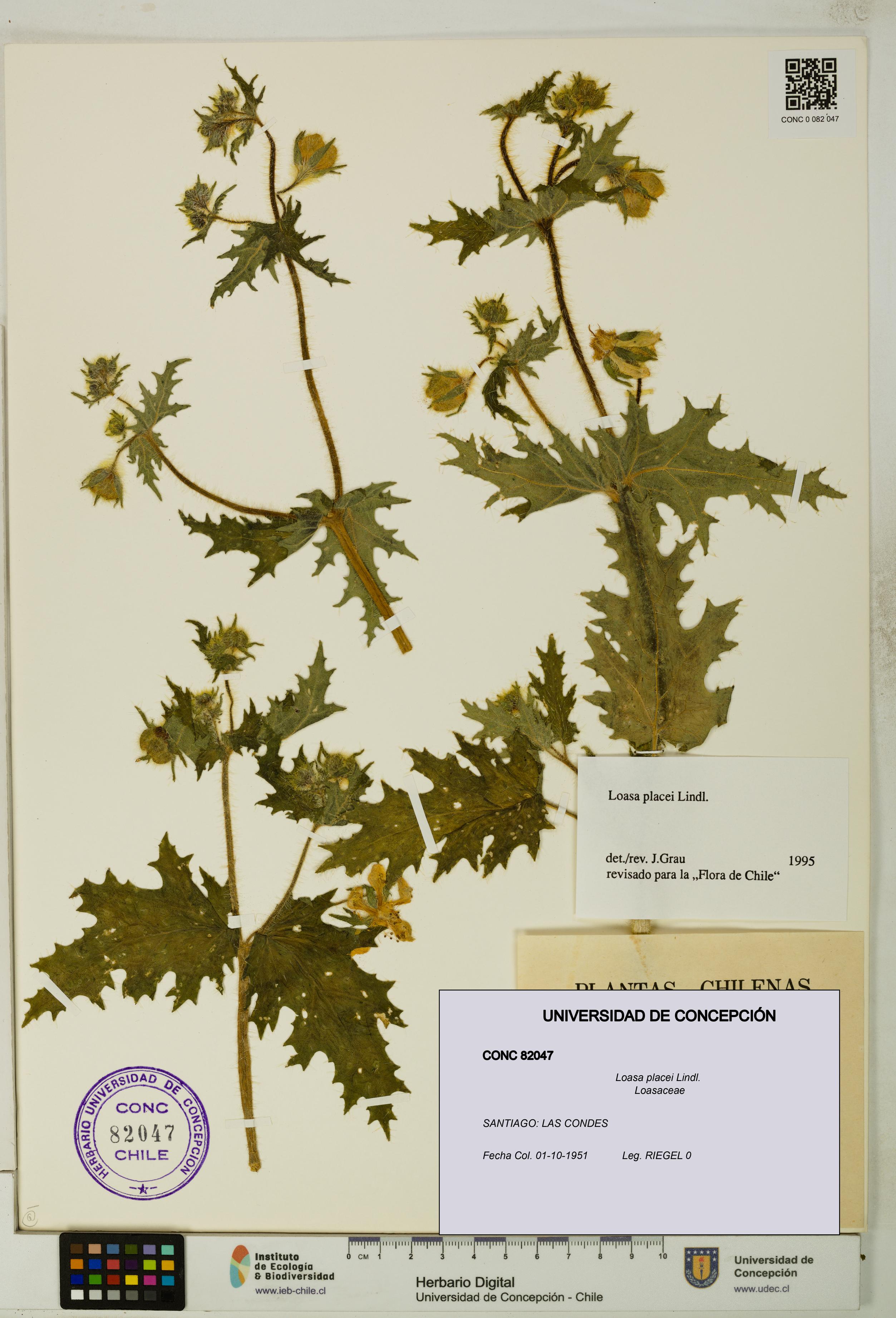 Loasa placei [Espécimen: UDEC:CONC:0082047]