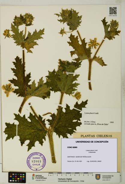 Loasa placei [Espécimen: UDEC:CONC:0082063]