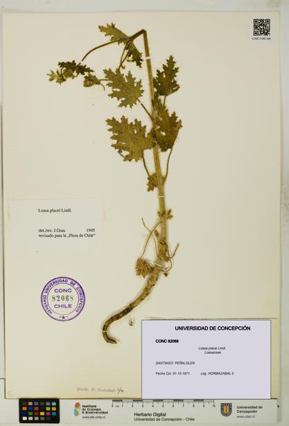 Loasa placei [Espécimen: UDEC:CONC:0082068]