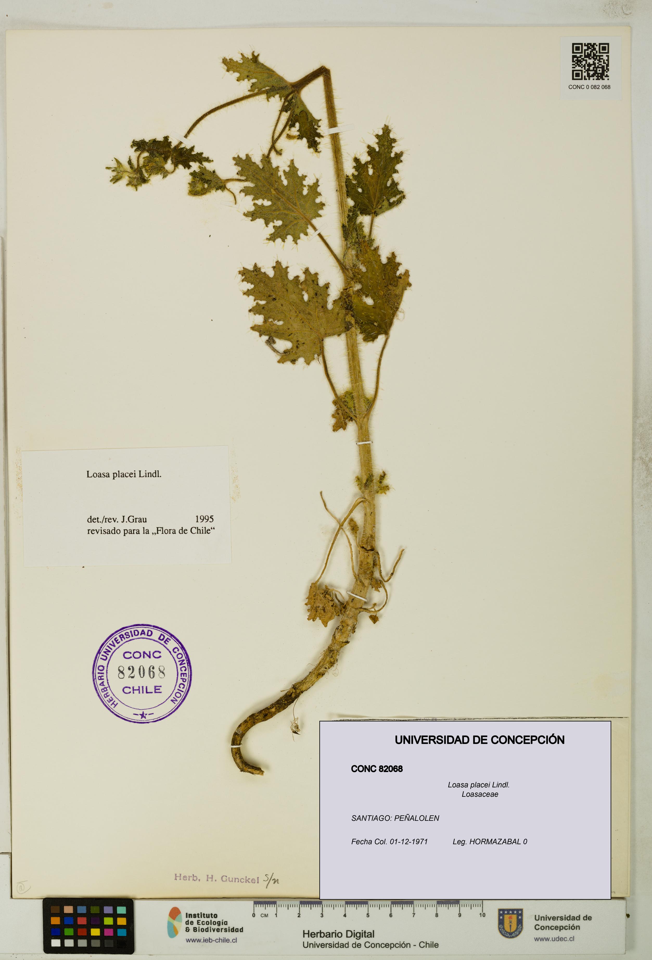 Loasa placei [Espécimen: UDEC:CONC:0082068]