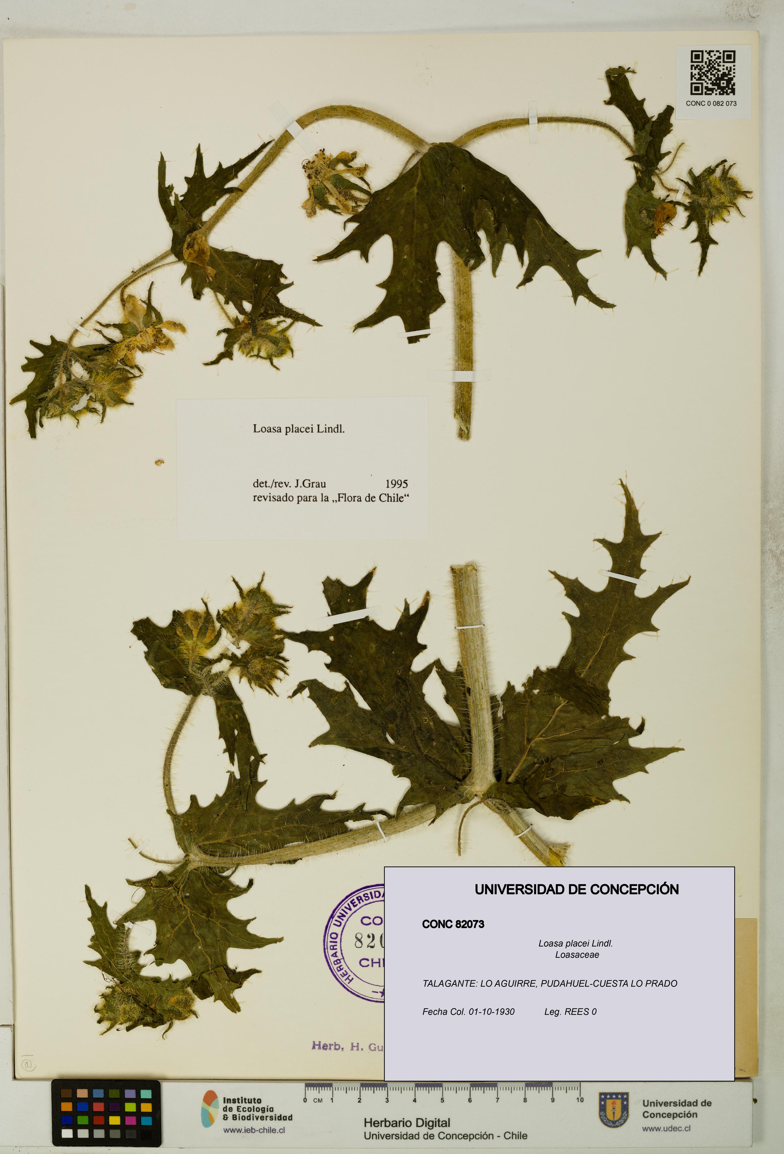 Loasa placei [Espécimen: UDEC:CONC:0082073]