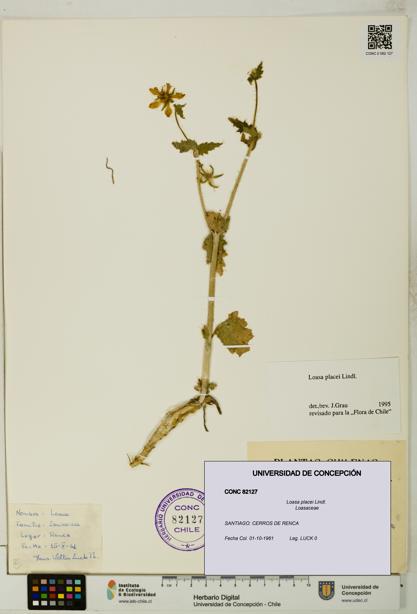 Loasa placei [Espécimen: UDEC:CONC:0082127]