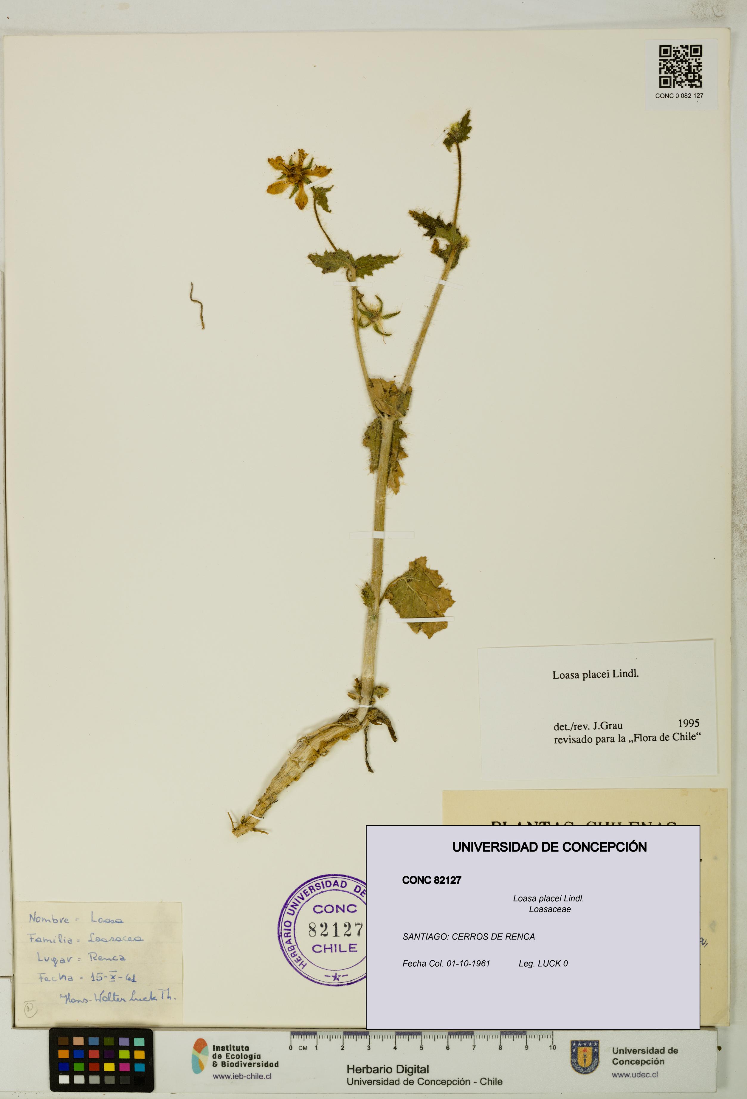 Loasa placei [Espécimen: UDEC:CONC:0082127]