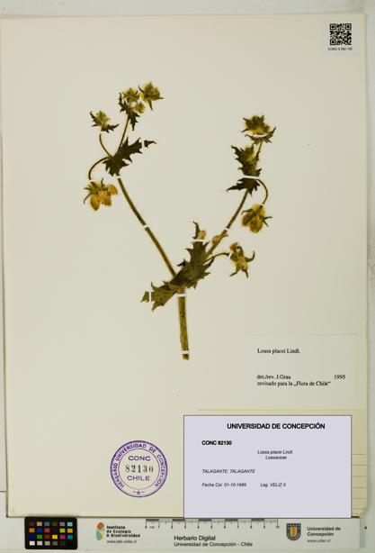 Loasa placei [Espécimen: UDEC:CONC:0082130]