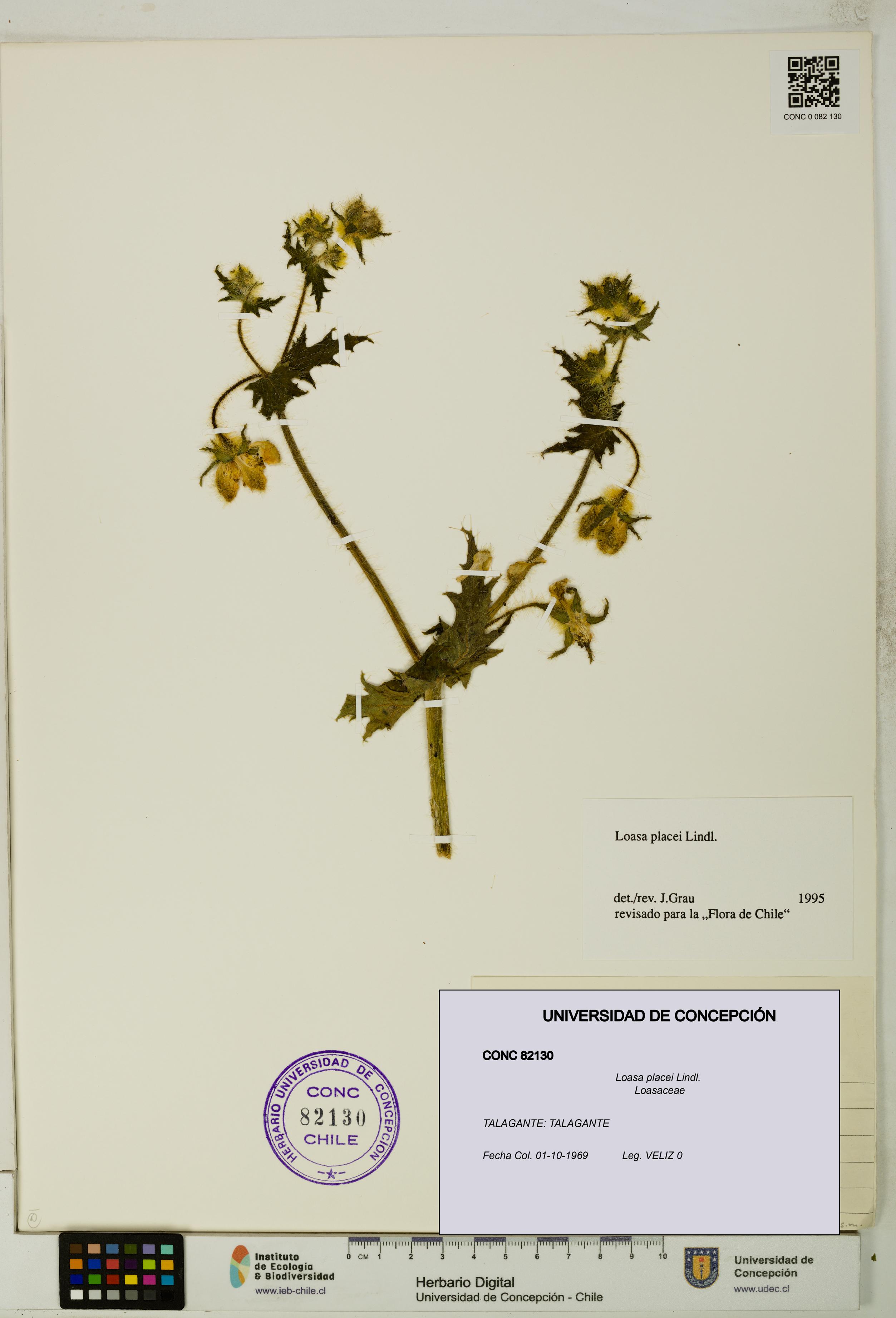 Loasa placei [Espécimen: UDEC:CONC:0082130]