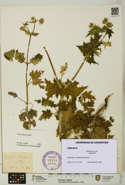 Loasa placei [Espécimen: UDEC:CONC:0082144]