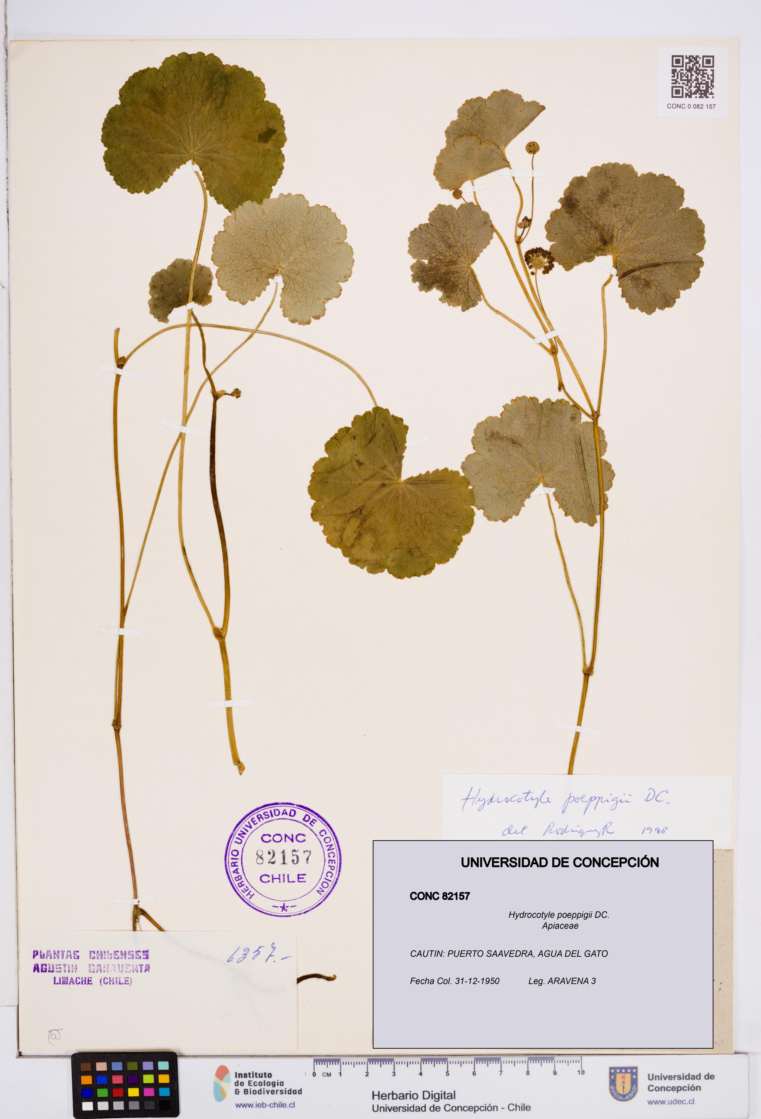 Hydrocotyle poeppigii [Espécimen: ]