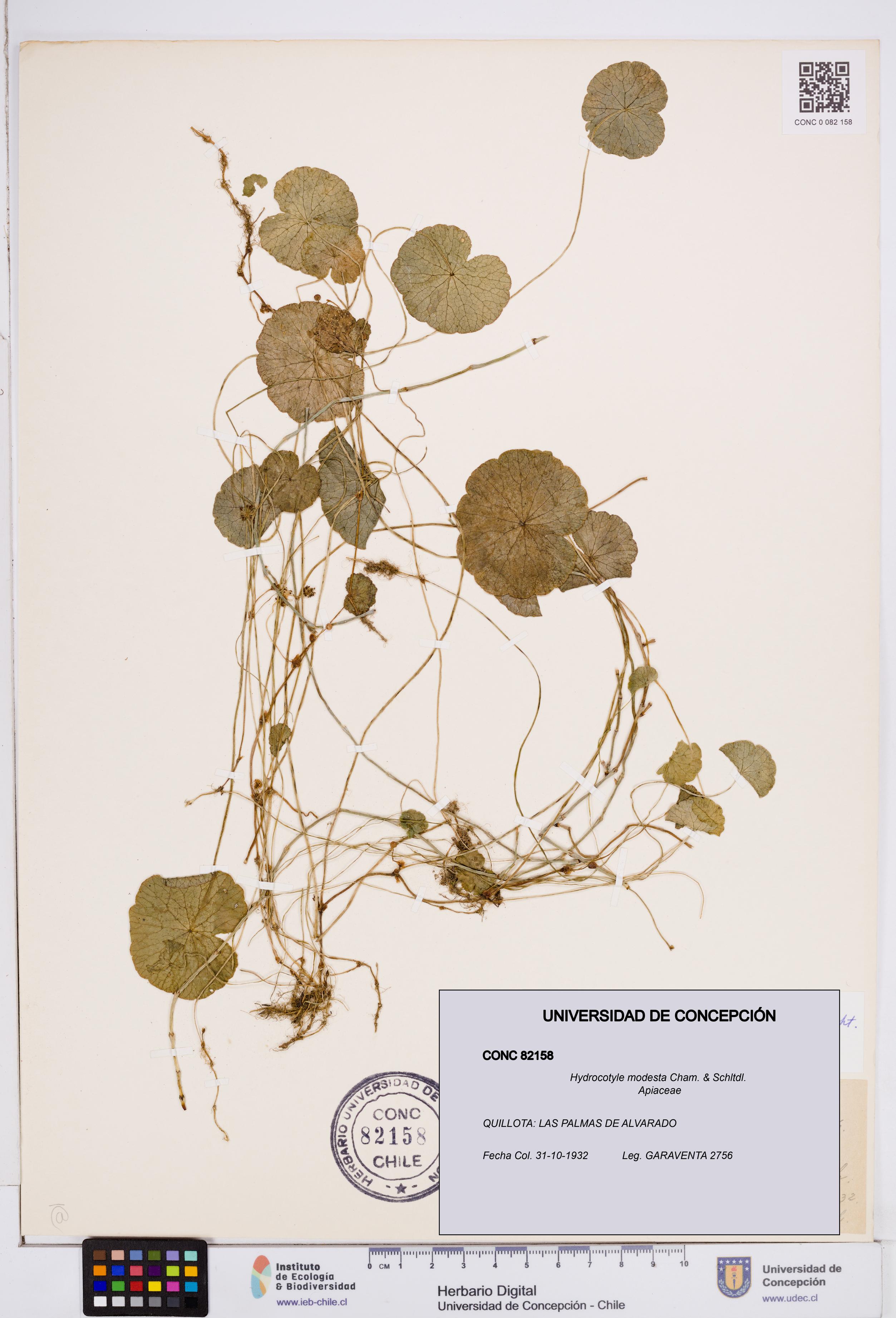 Hydrocotyle modesta [Espécimen: ]