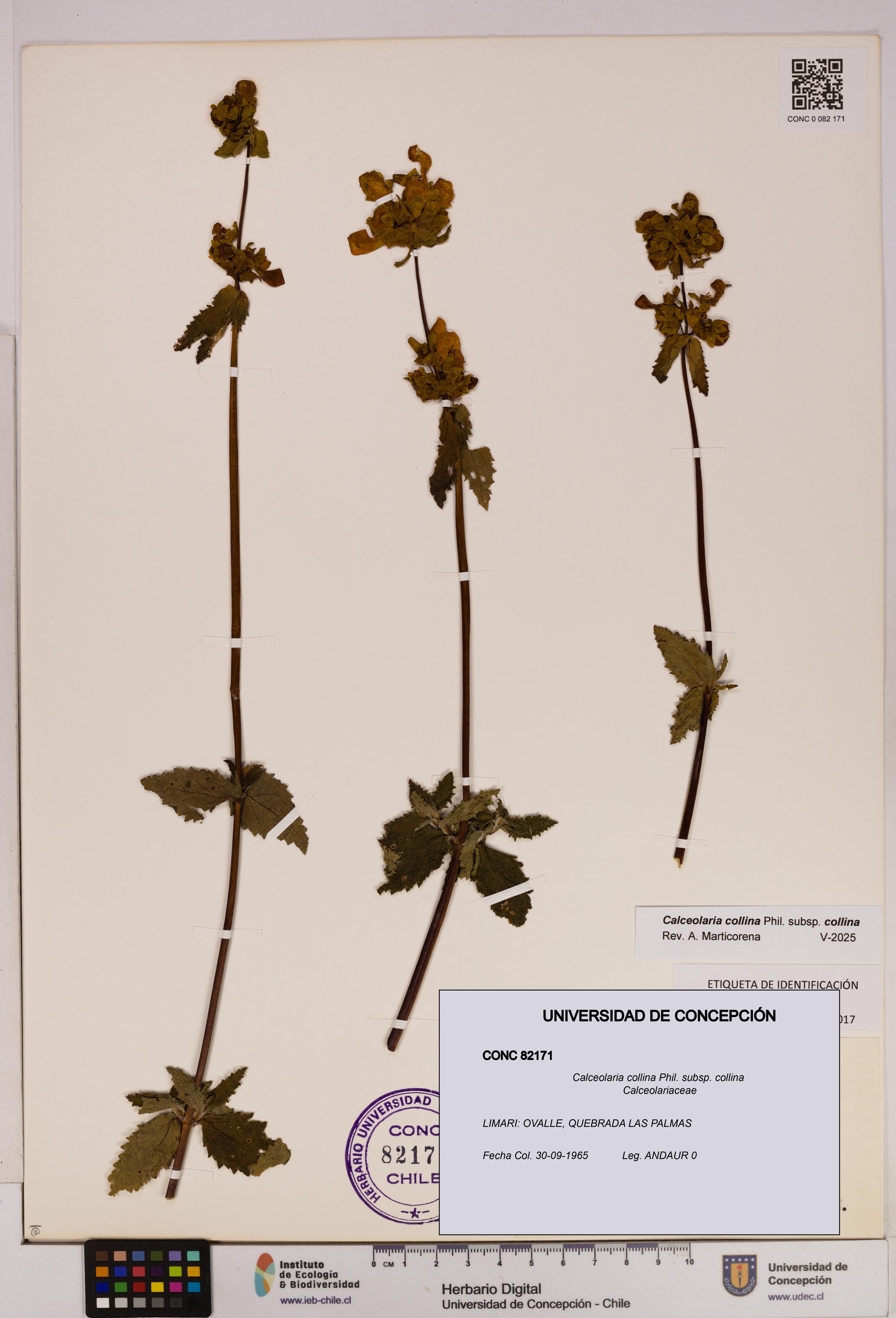 Calceolaria collina subsp. collina [Espécimen: UDEC:CONC:0082171]