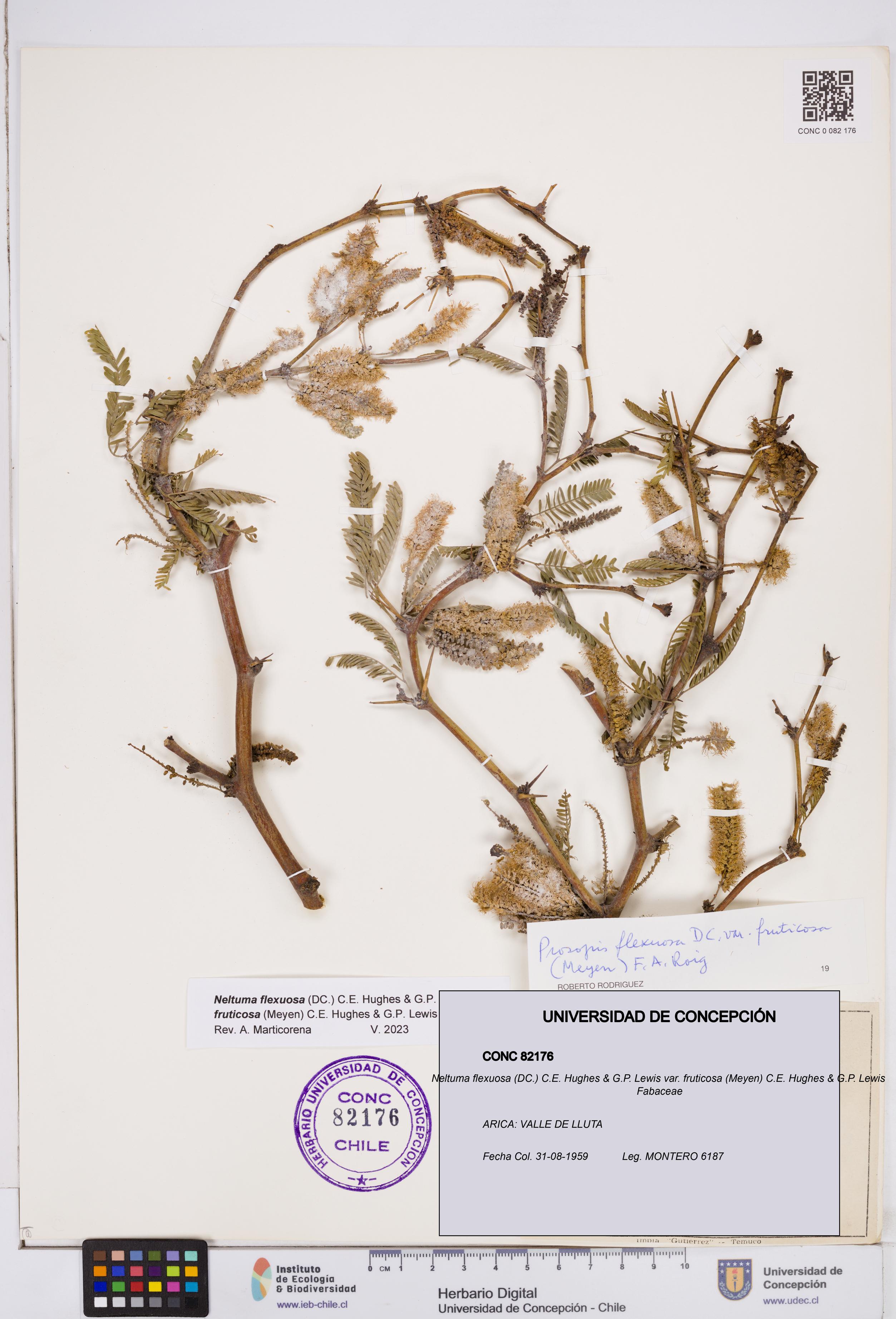 Neltuma flexuosa var. fruticosa [Espécimen: ]