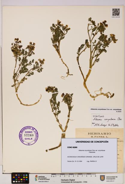 Adesmia corymbosa var. corymbosa [Espécimen: UDEC:CONC:0082260]
