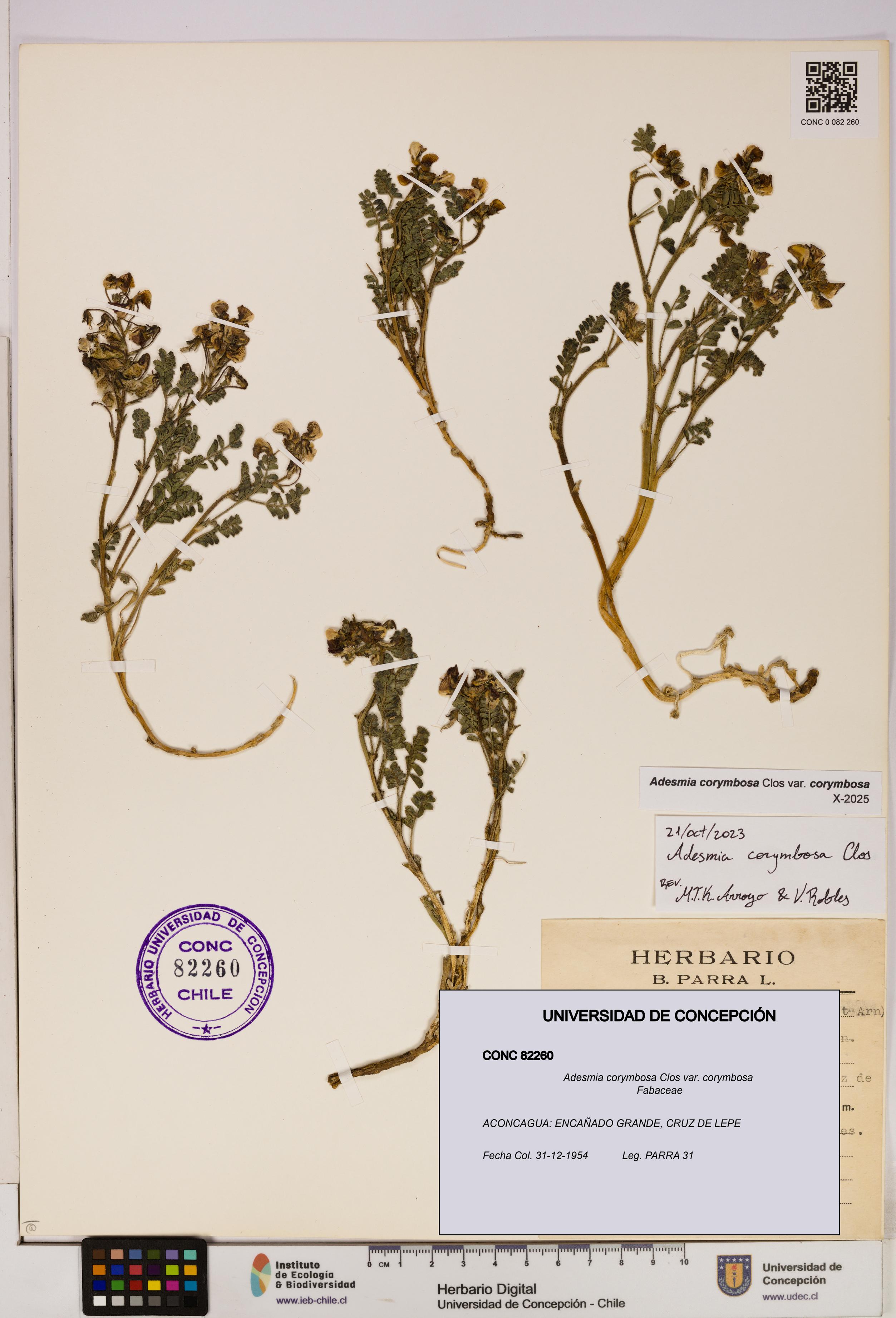 Adesmia corymbosa var. corymbosa [Espécimen: UDEC:CONC:0082260]
