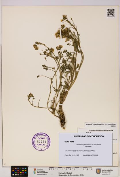 Adesmia corymbosa var. corymbosa [Espécimen: UDEC:CONC:0082269]