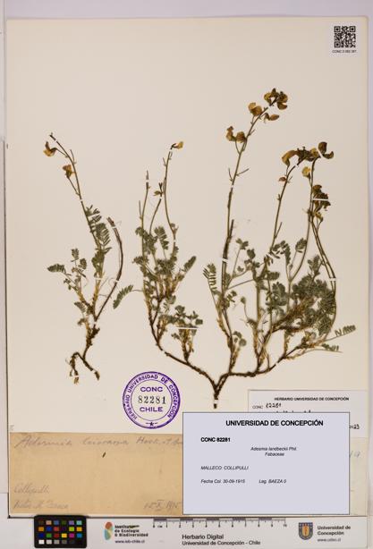 Adesmia landbeckii [Espécimen: UDEC:CONC:0082281]