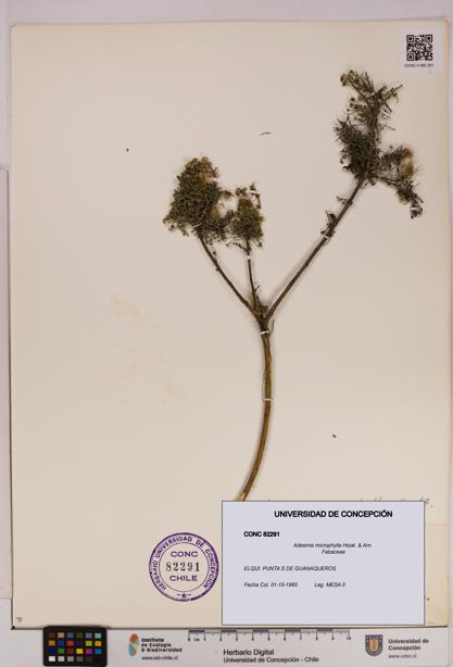 Adesmia microphylla [Espécimen: UDEC:CONC:0082291]
