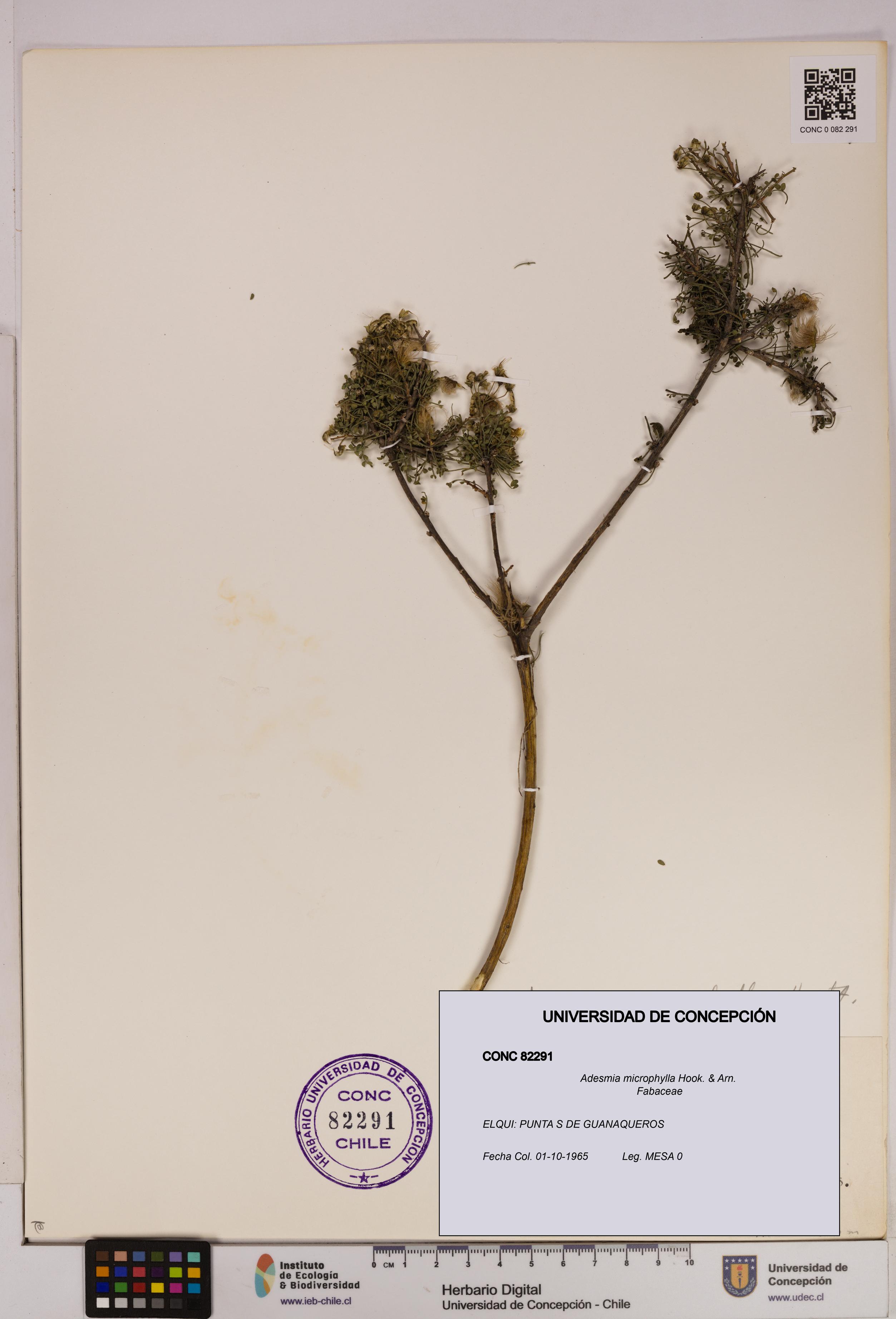 Adesmia microphylla [Espécimen: UDEC:CONC:0082291]